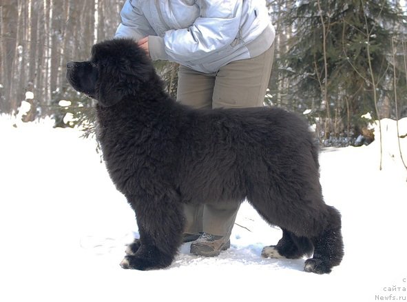 Фотография № 87137