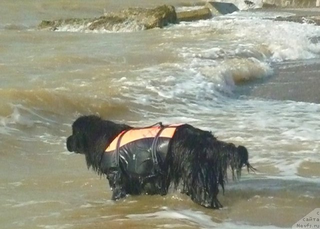 Фото: ньюфаундленд Osoba Statnaya iz Medvej'ego YAra (Особа Статная из Медвежьего Яра)