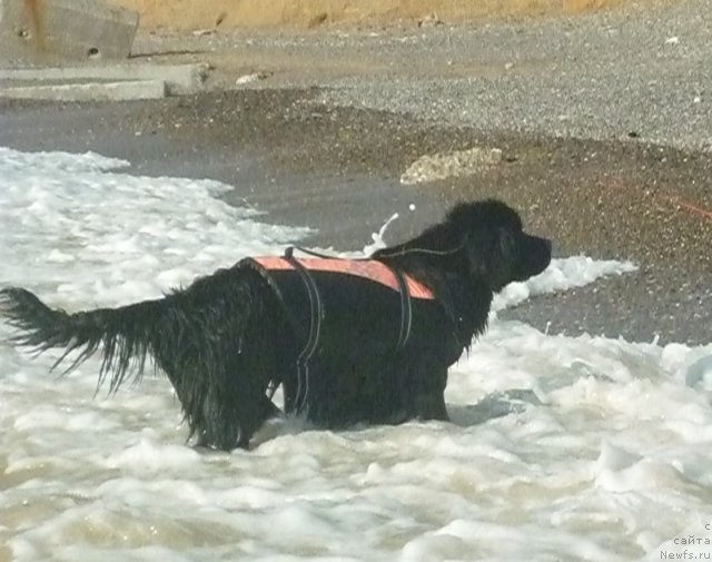 Фото: ньюфаундленд Osoba Statnaya iz Medvej'ego YAra (Особа Статная из Медвежьего Яра)