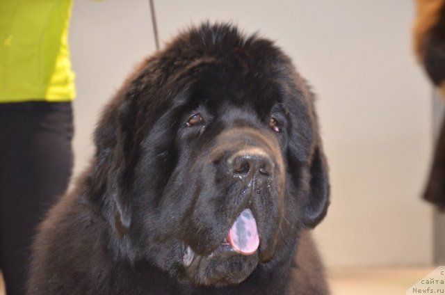 Фотография № 87150