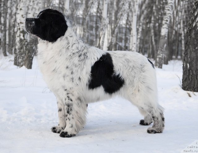 Фото: ньюфаундленд Kloofbears Lancelot for Sent Djons