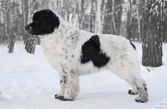 Фото: ньюфаундленд Kloofbears Lancelot for Sent Djons