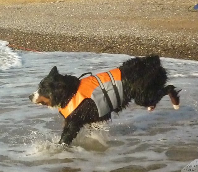 Фото: Evgeniya Agafoshina (Евгения Агафошина), берник ЭНИ