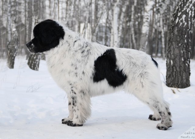 Фото: ньюфаундленд Kloofbears Lancelot for Sent Djons