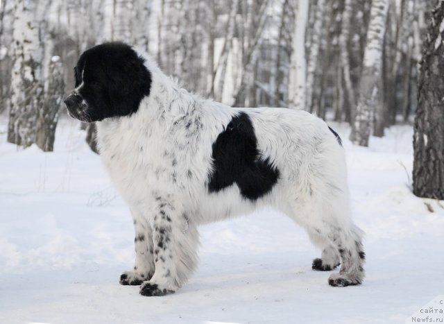 Фотография № 87157