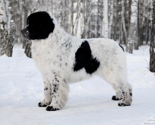 Фото: ньюфаундленд Kloofbears Lancelot for Sent Djons