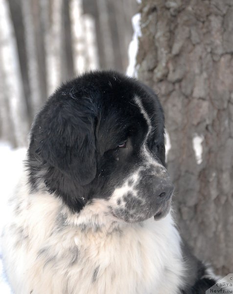 Фото: ньюфаундленд Kloofbears Lancelot for Sent Djons