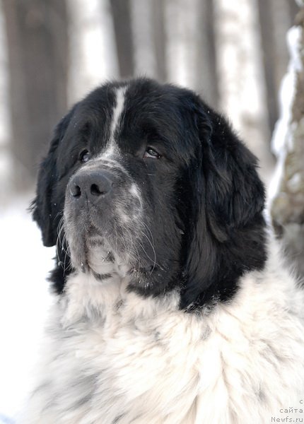Фото: ньюфаундленд Kloofbears Lancelot for Sent Djons
