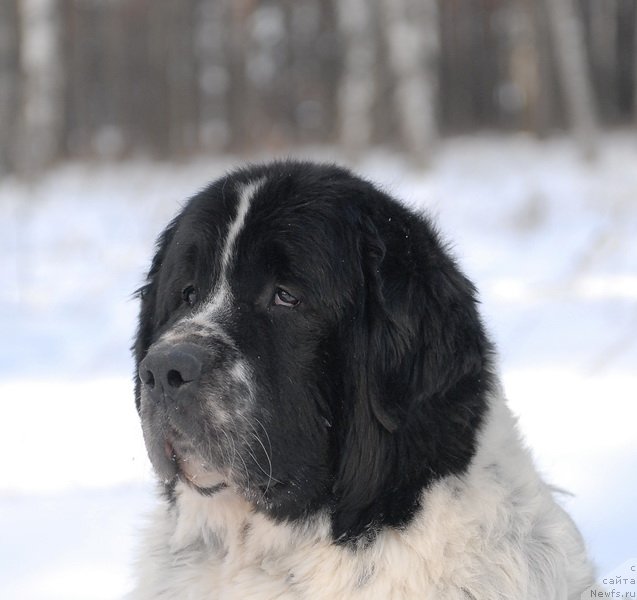 Фото: ньюфаундленд Kloofbears Lancelot for Sent Djons