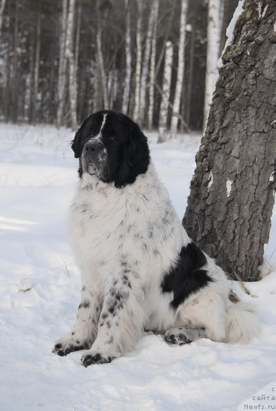 Фото: ньюфаундленд Kloofbears Lancelot for Sent Djons