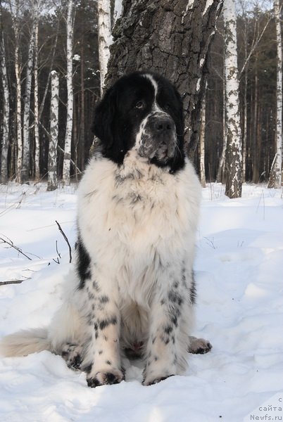 Фото: ньюфаундленд Kloofbears Lancelot for Sent Djons