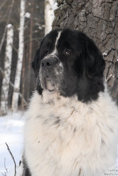 Фото: ньюфаундленд Kloofbears Lancelot for Sent Djons