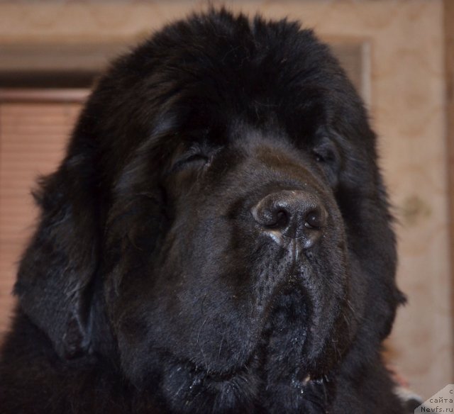 Фото: ньюфаундленд Beguschaya po Volnam Zillion (Бегущая по Волнам Зиллион)