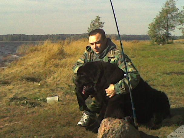 Фото: ньюфаундленд Plushevaya Panda Borislav (Плюшевая Панда Борислав)