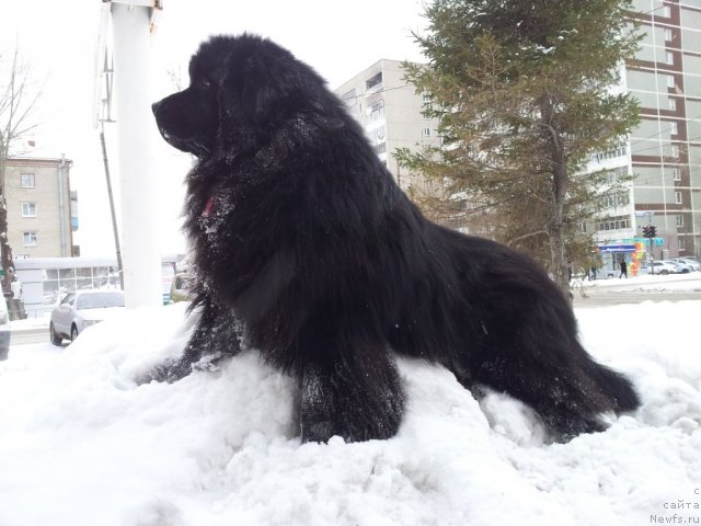 Фото: ньюфаундленд Kapitan N'yufort (Капитан Ньюфорт)