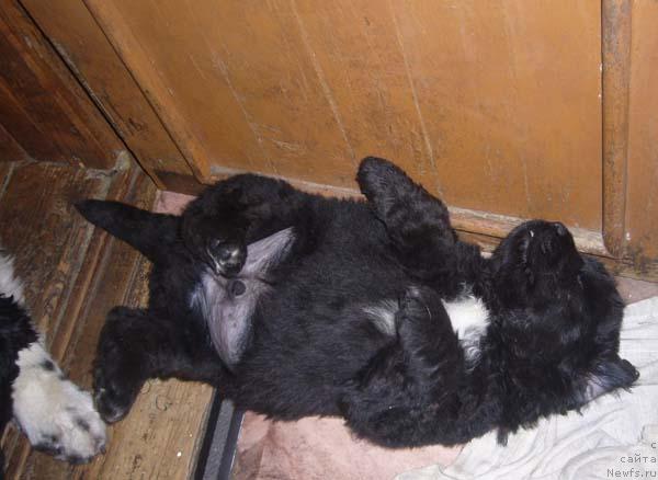 Фото: ньюфаундленд Super Bizon Byerrimor (Супер Бизон Бэрримор)