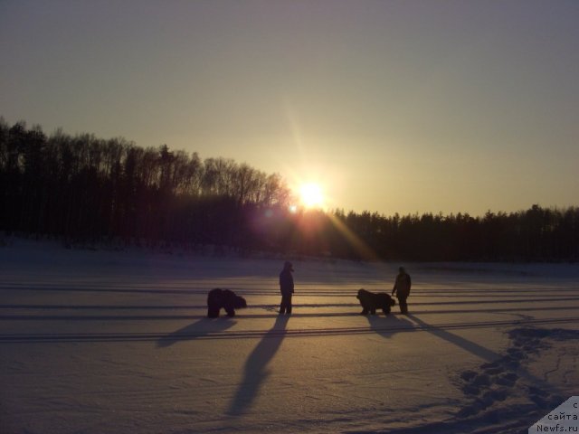 Фото: ньюфаундленд Akin Soul Sofiya (Акин Соул София), ньюфаундленд Lesnaya Skazka Lunnaya Sonata (Лесная Сказка Лунная Соната), ньюфаундленд Baryishnya (Барышня), ньюфаундленд Andjel Viktorius (Анджел Викториус)