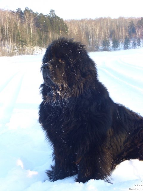 Фото: ньюфаундленд Andjel Viktorius (Анджел Викториус)