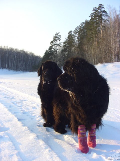Фото: ньюфаундленд Akin Soul Sofiya (Акин Соул София)