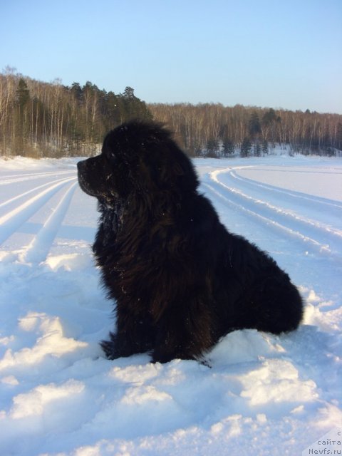 Фото: ньюфаундленд Andjel Viktorius (Анджел Викториус)