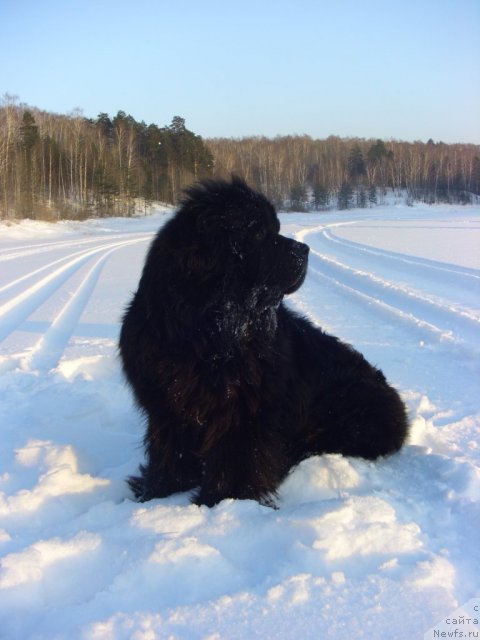 Фото: ньюфаундленд Andjel Viktorius (Анджел Викториус)