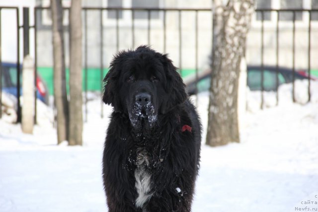 Фото: ньюфаундленд Pitern'yuf Everest (Питерньюф Еверест)