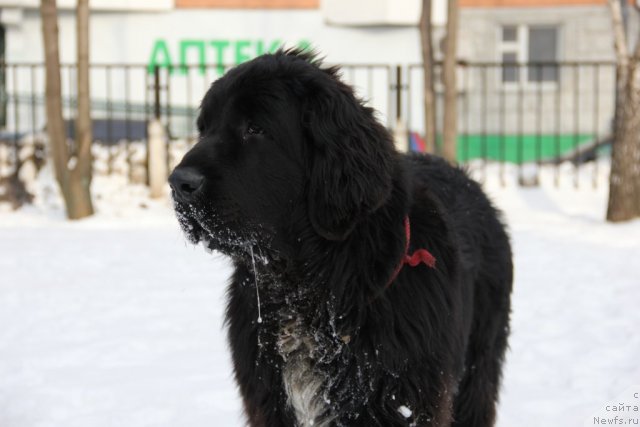 Фото: ньюфаундленд Pitern'yuf Everest (Питерньюф Еверест)