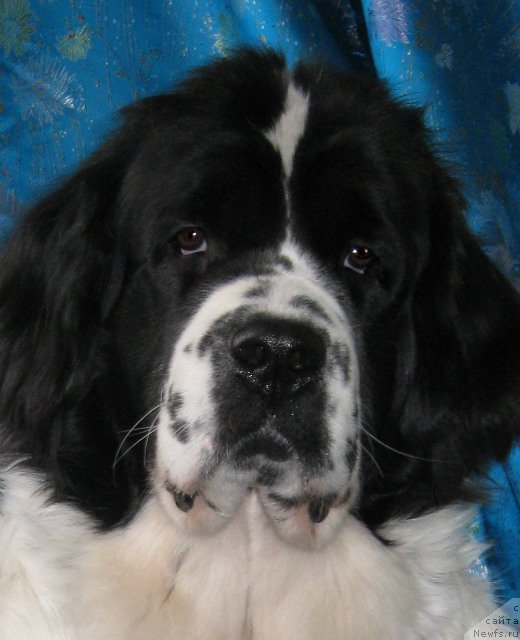 Фото: ньюфаундленд La Belle Michaela (Ла Бель Мишель)