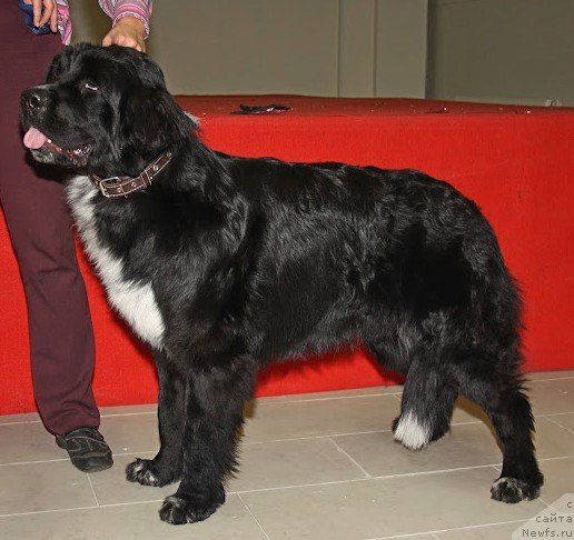 Фото: ньюфаундленд Piternyuf Enigma (Питерньюф Енигма)