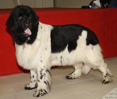 Фото: ньюфаундленд Don't Worry Be Happy de L'Etoile de Cyrice