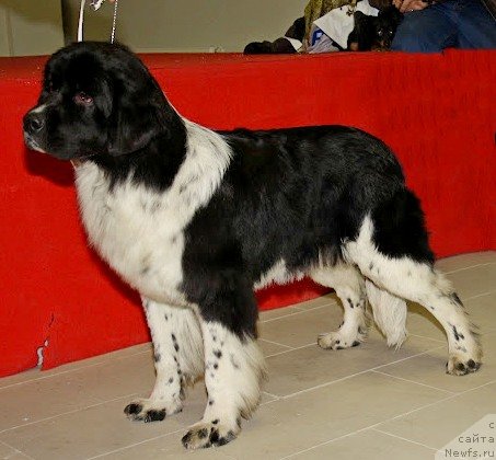 Фото: ньюфаундленд Piternyuf I Did It Again (Питерньюф И Дид Ит Агаин)