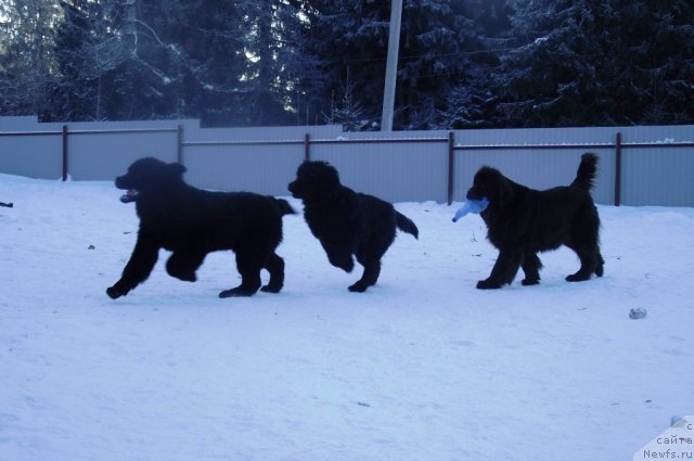 Фотография № 87241