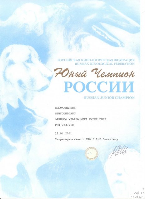 Фото: ньюфаундленд Funnewf Ultra Mega Super Girl (Фанньюф Ультра Мега Супер Герл)