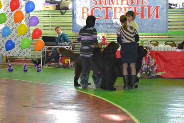 Фото: ньюфаундленд Aquatoriya Kelvin Riverdance (Акватория Келвин Риверданс), ньюфаундленд I'm Little Princess Midnight Bear