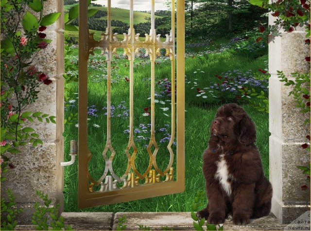 Фото: ньюфаундленд Obush SHed YAntarnyiy Poceluy (Обуш Шед Янтарный Поцелуй)