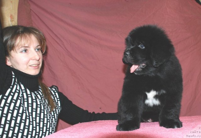 Фото: YUliya Naumova (Юлия Наумова), ньюфаундленд Belkonder-Club Ugli-Boogli (Белкондер-Клаб Угли-Бугли)