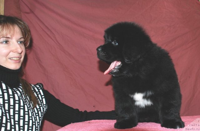 Фото: YUliya Naumova (Юлия Наумова), ньюфаундленд Belkonder-Club Ugli-Boogli (Белкондер-Клаб Угли-Бугли)