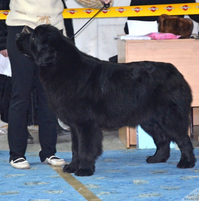 Фото: ньюфаундленд Violett Gryeys Of YEndjel (Виолетт Грэйс Оф Энджел)
