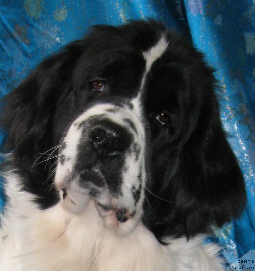 Фото: ньюфаундленд La Belle Michaela (Ла Бель Мишель)