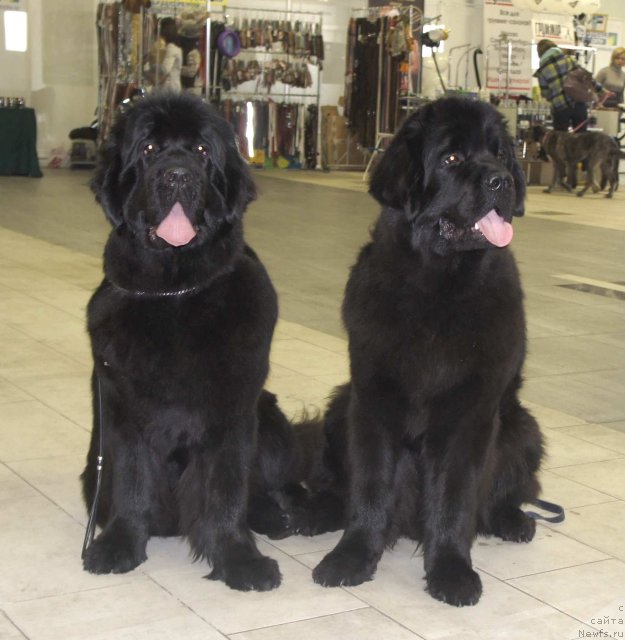 Фото: ньюфаундленд Smigar Galaxsy Shall Win (Смигар Галакси Шелл Вин), ньюфаундленд Smigar Gordon Fellow (Смигар Гордон-Феллоу)