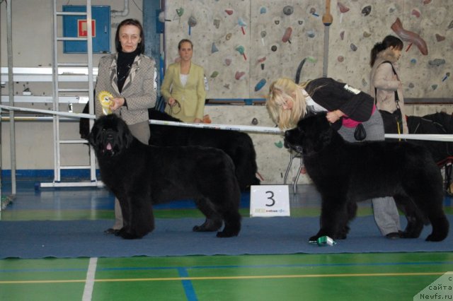 Фото: ньюфаундленд Begushaya po Volnam Vam I Ne Snilos (Бегущая по Волнам Вам и не Снилось)