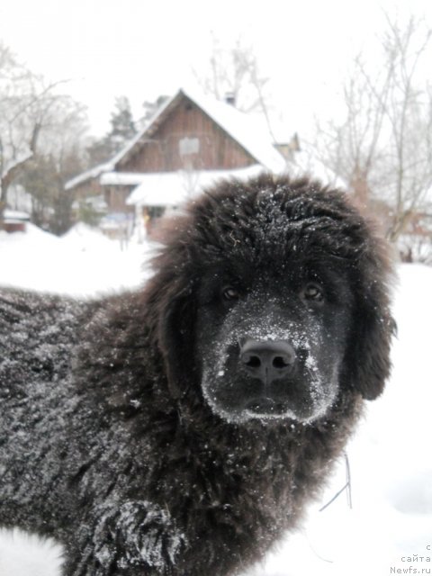 Фото: ньюфаундленд Primadonna Klimskaya (Примадонна Климская)