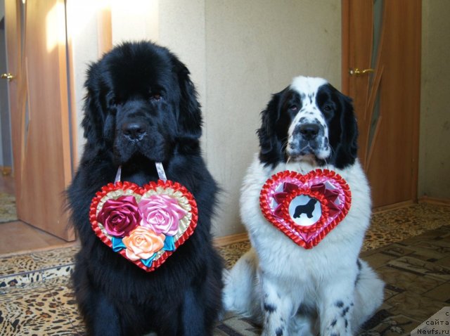 Фото: ньюфаундленд Sent Djons Ulrika (Сент Джонс Ульрика), ньюфаундленд Sent Djons Carevna Lebed (Сент Джонс Царевна Лебедь)