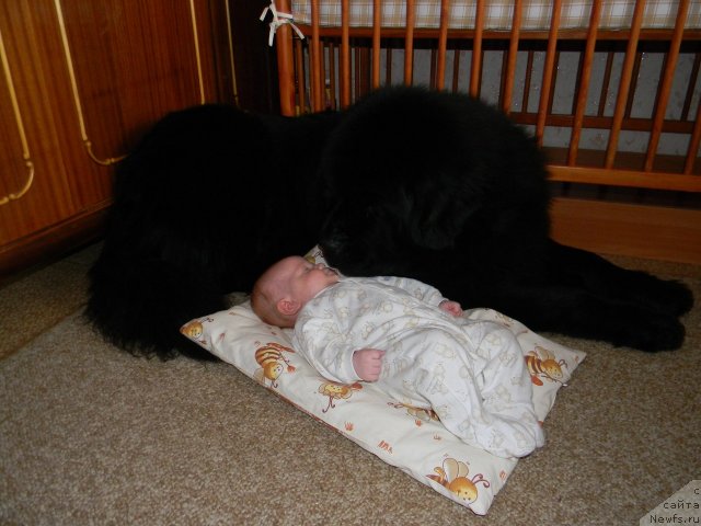 Фото: ньюфаундленд Akvatoriya Kelvin Kuindji (Акватория Келвин Куинджи), и Дениска