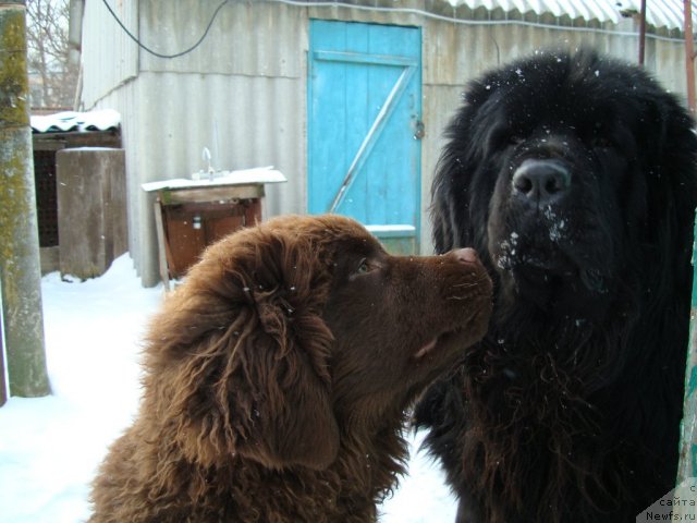 Фото: ньюфаундленд Fenomenalnyi Fakt s Berega Dona (Феноменальный Факт с Берега Дона), ньюфаундленд Zacharovannyiy Mir s Berega Dona (Зачарованный Мир с Берега Дона)
