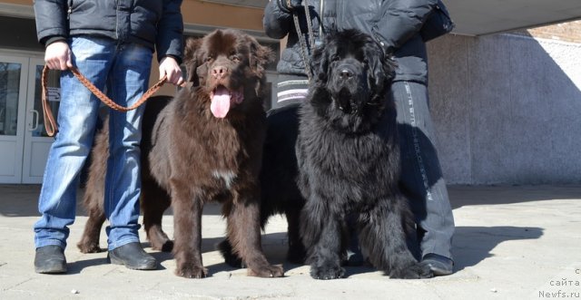 Фото: ньюфаундленд Aquatoriya Kelvin Riverdance (Акватория Келвин Риверданс), ньюфаундленд I'm Little Princess Midnight Bear