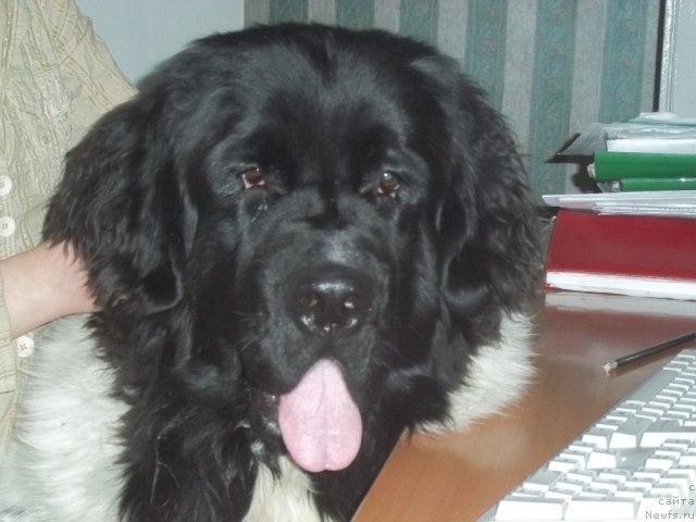 Фото: ньюфаундленд Jan Konkistador (Жан Конкистадор)