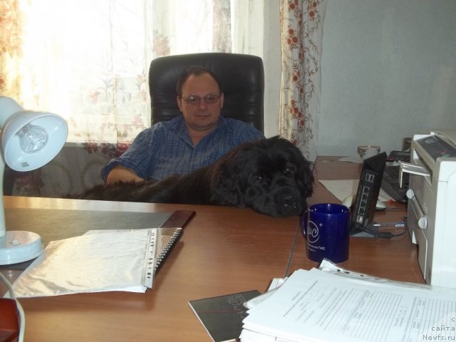 Фото: ньюфаундленд Jyerminal' Lui Filippa (Жэрминаль Луи Филиппа)