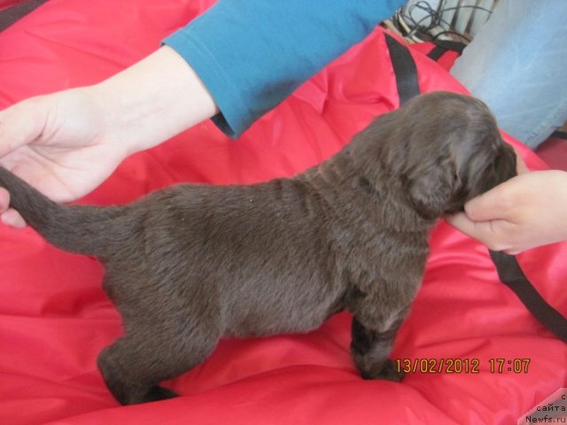 Фото: дети, ньюфаундленд N'yufort Lapochka Dochka (Ньюфорт Лапочка Дочка)