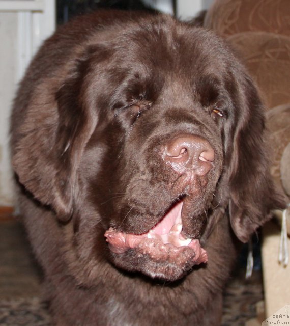 Фото: ньюфаундленд Obush SHed YAntarnyiy Poceluy (Обуш Шед Янтарный Поцелуй)